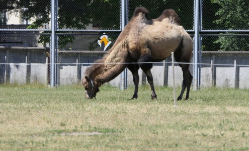 Верблюды в Барановичах. Фото intex-press.by